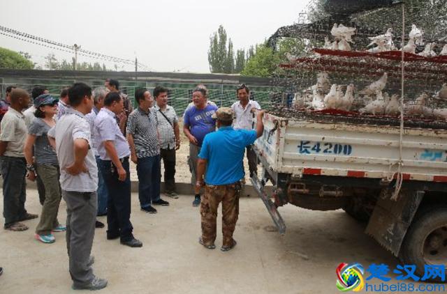 在农村养鸡鸭已经过时,养这些动物才最赚钱,赶快行动起来吧