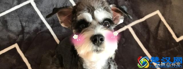 第一次养宠物，有没有好养又不贵的宠物推荐？