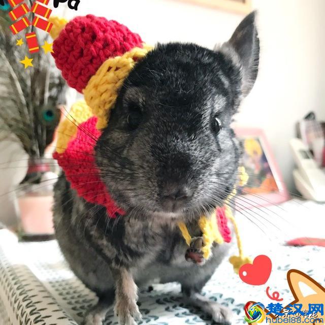 第一次养宠物，有没有好养又不贵的宠物推荐？