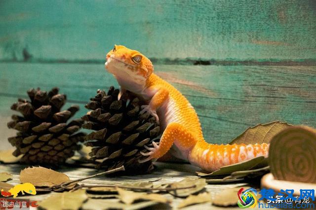 第一次养宠物，有没有好养又不贵的宠物推荐？