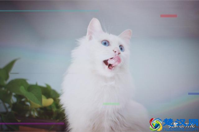 第一次养宠物，有没有好养又不贵的宠物推荐？