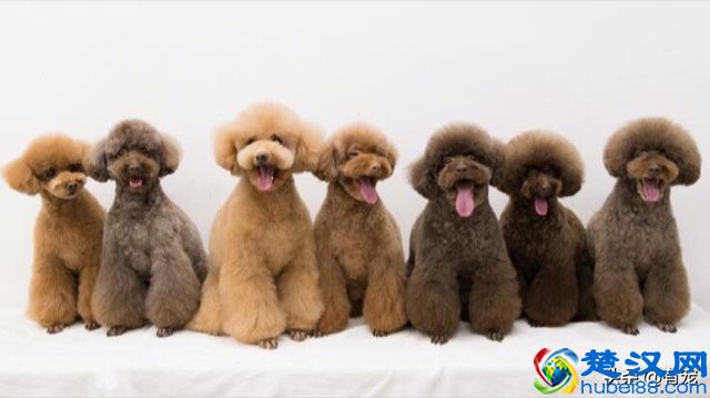 第一次养宠物，有没有好养又不贵的宠物推荐？