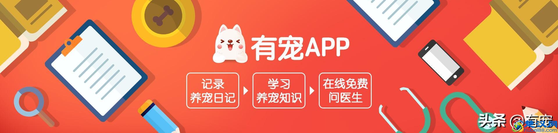 第一次养宠物，有没有好养又不贵的宠物推荐？