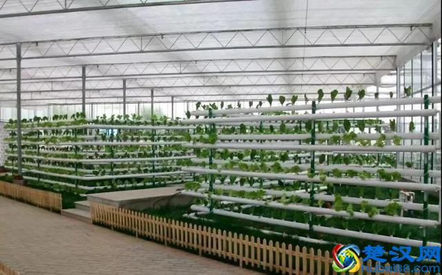 令人震撼的现代农业