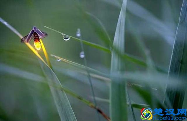 萤火虫为什么会发光 萤火虫在什么季节有