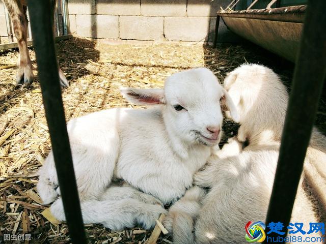 2019养殖排行榜！养牛第一，养羊第三，养猪.......