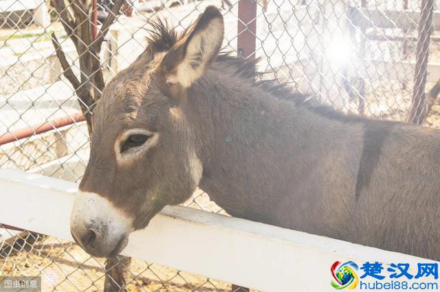 2019养殖排行榜！养牛第一，养羊第三，养猪.......