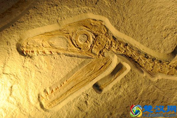 什么是化石？有什么价值？