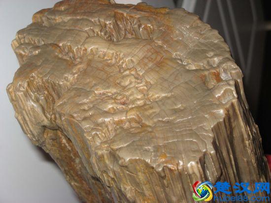 什么是化石？有什么价值？