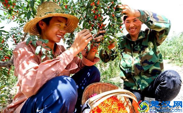 这几种作物，用途多销路广，市场供不应求，明年种植不愁赚不到钱