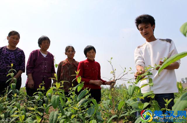 这几种作物，用途多销路广，市场供不应求，明年种植不愁赚不到钱