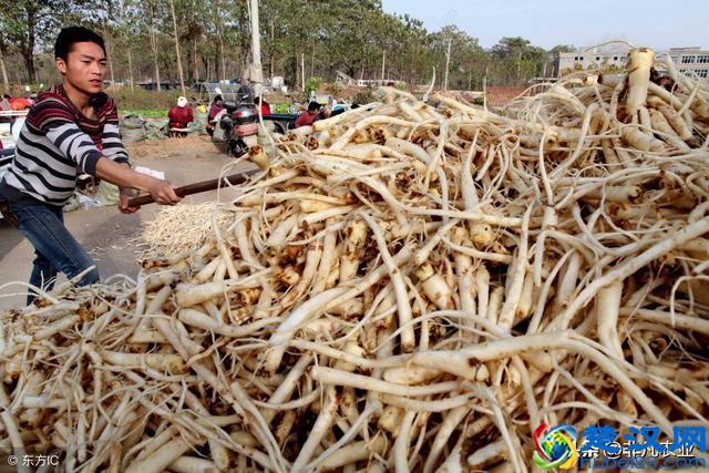 这几种作物，用途多销路广，市场供不应求，明年种植不愁赚不到钱