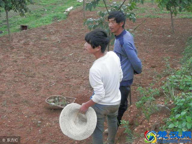 这几种作物，用途多销路广，市场供不应求，明年种植不愁赚不到钱