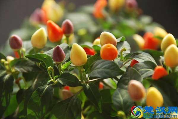 2019年种什么特种蔬菜市场前景好？这几种是首选