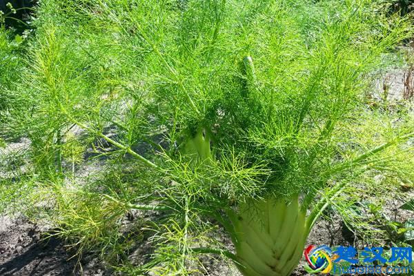 2019年种什么特种蔬菜市场前景好？这几种是首选