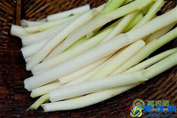 2019年种什么特种蔬菜市场前景好？这几种是首选