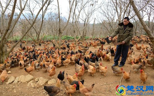 现在回农村搞什么养殖好？想要从事养殖可以试一试这两种养殖