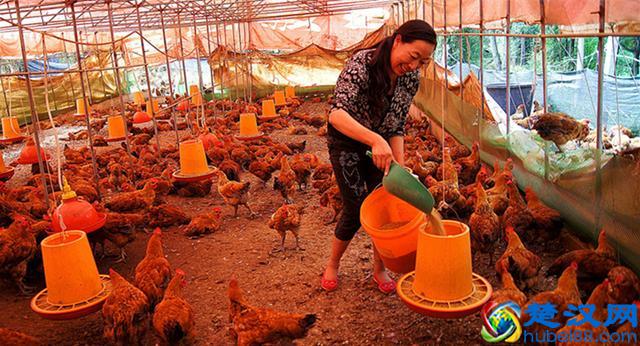 现在回农村搞什么养殖好？想要从事养殖可以试一试这两种养殖