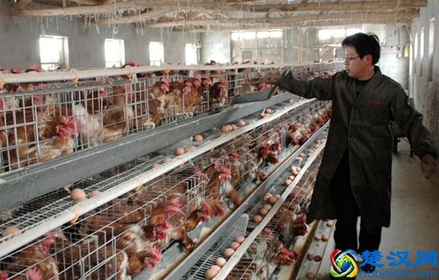 现在回农村搞什么养殖好？想要从事养殖可以试一试这两种养殖