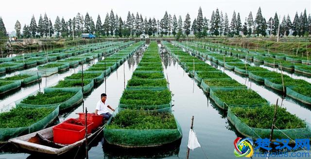 现在回农村搞什么养殖好？想要从事养殖可以试一试这两种养殖