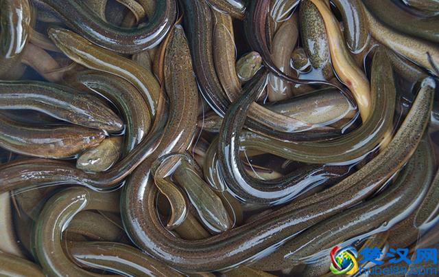 现在回农村搞什么养殖好？想要从事养殖可以试一试这两种养殖