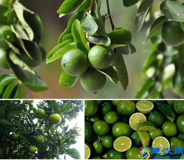 柠檬只用来泡水喝？那你真是白买了！