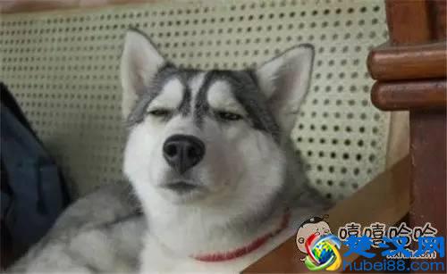 快播涉黄，寻找全世界最有”种“的男人！