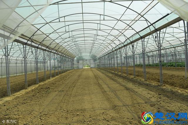 今年大棚种什么能挣大钱，不看就亏了