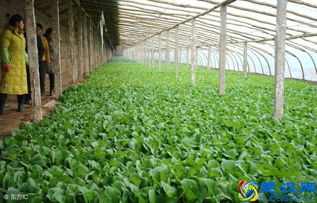 今年大棚种什么能挣大钱，不看就亏了