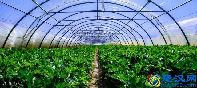 今年大棚种什么能挣大钱，不看就亏了