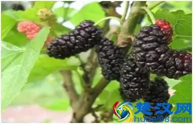 4个休闲食品种植投资分析，利润高，前景广