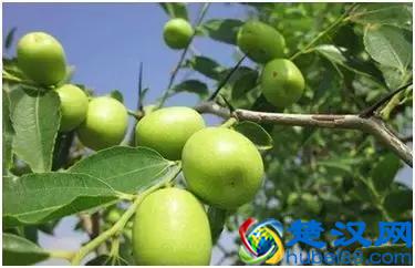 4个休闲食品种植投资分析，利润高，前景广