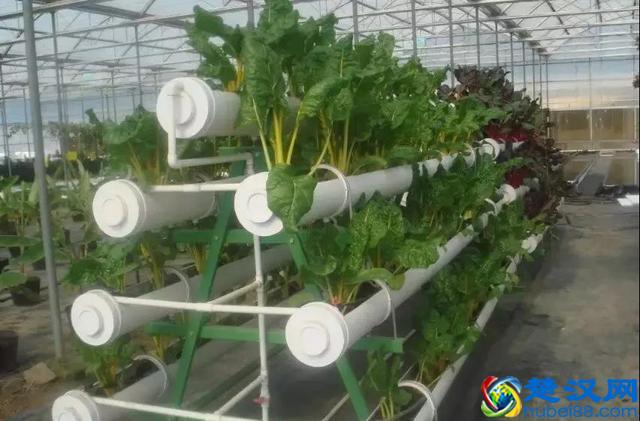 令人震撼的现代农业