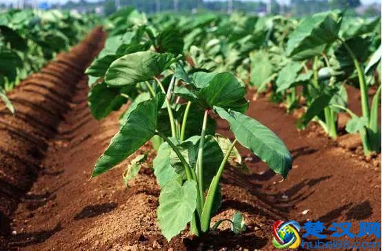 “好朋友”种植法火了！快来看看农作物们的“朋友”与“冤家”