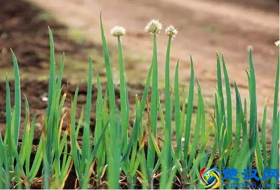 “好朋友”种植法火了！快来看看农作物们的“朋友”与“冤家”