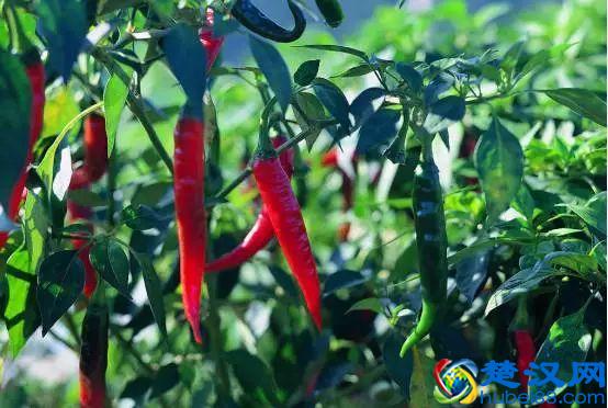 “好朋友”种植法火了！快来看看农作物们的“朋友”与“冤家”