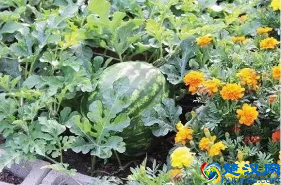 “好朋友”种植法火了！快来看看农作物们的“朋友”与“冤家”
