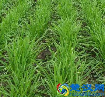 “好朋友”种植法火了！快来看看农作物们的“朋友”与“冤家”