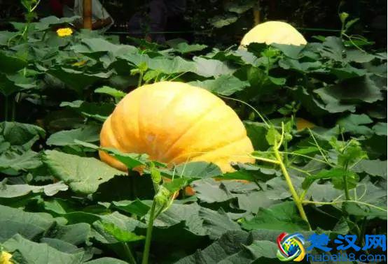 “好朋友”种植法火了！快来看看农作物们的“朋友”与“冤家”