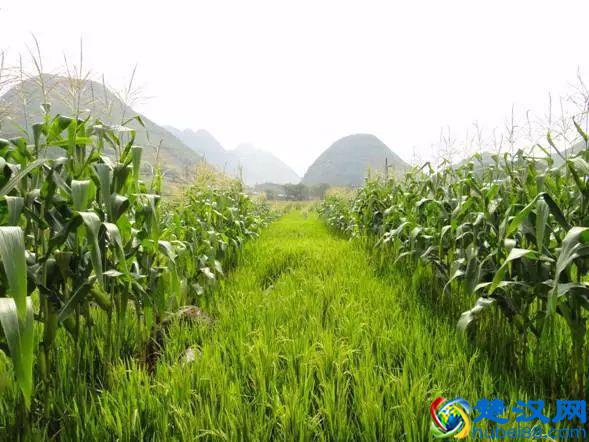 “好朋友”种植法火了！快来看看农作物们的“朋友”与“冤家”