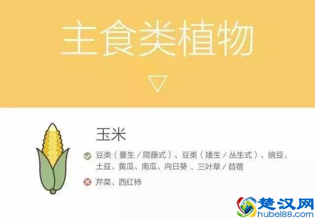 “好朋友”种植法火了！快来看看农作物们的“朋友”与“冤家”