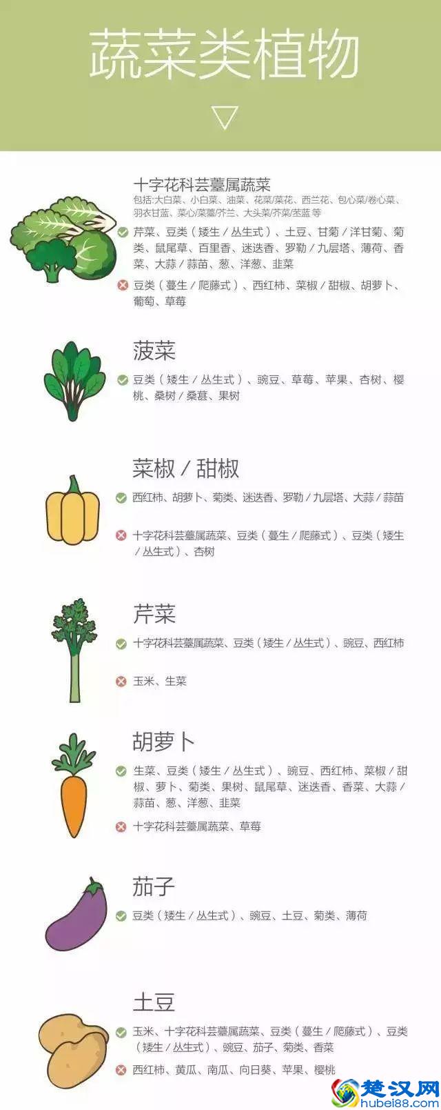 “好朋友”种植法火了！快来看看农作物们的“朋友”与“冤家”