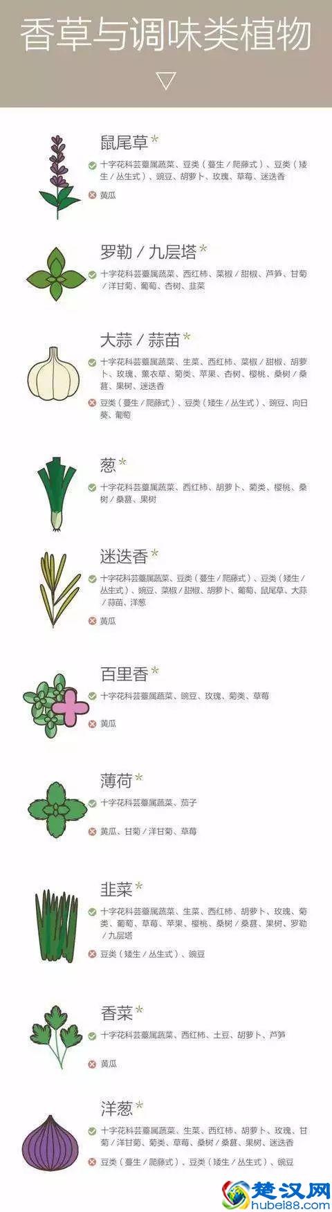 “好朋友”种植法火了！快来看看农作物们的“朋友”与“冤家”