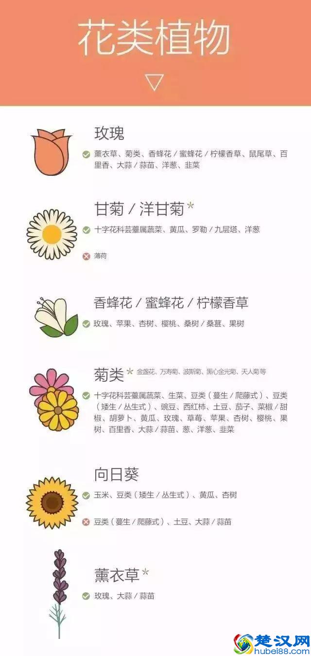 “好朋友”种植法火了！快来看看农作物们的“朋友”与“冤家”