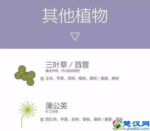 “好朋友”种植法火了！快来看看农作物们的“朋友”与“冤家”