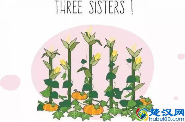 “好朋友”种植法火了！快来看看农作物们的“朋友”与“冤家”