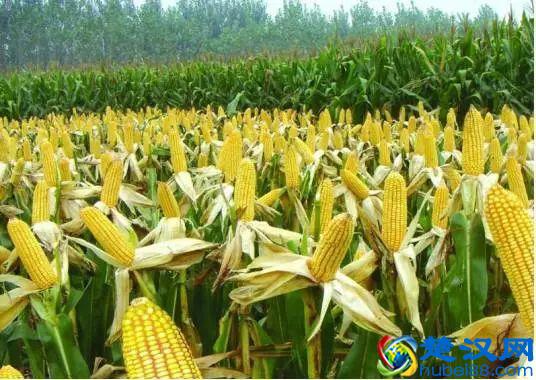 “好朋友”种植法火了！快来看看农作物们的“朋友”与“冤家”