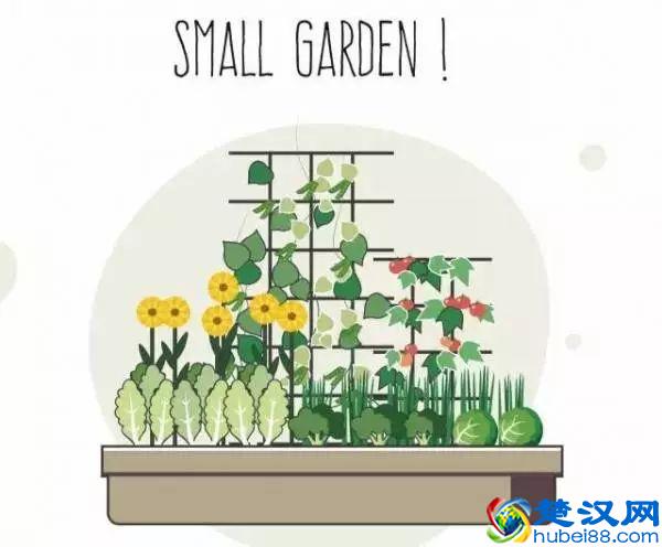 “好朋友”种植法火了！快来看看农作物们的“朋友”与“冤家”