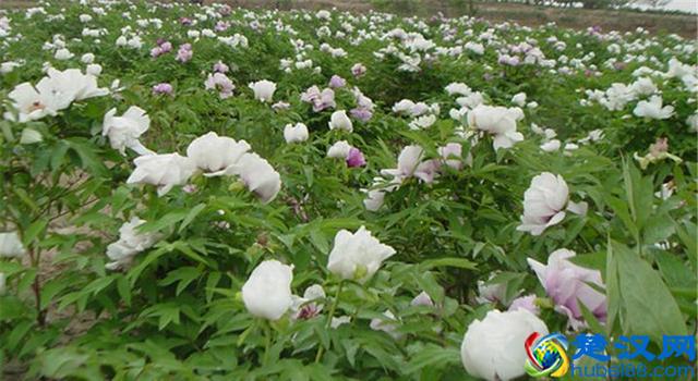 农民在地里种它，既卖花、卖籽又卖根，年赚几十万