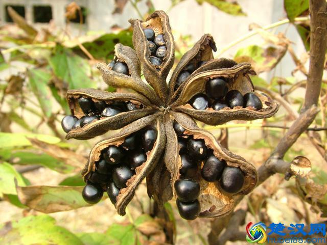 农民在地里种它，既卖花、卖籽又卖根，年赚几十万